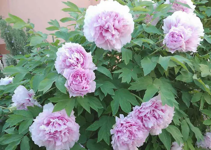 Poolside Paradise - A Hidden Gem In Спліт