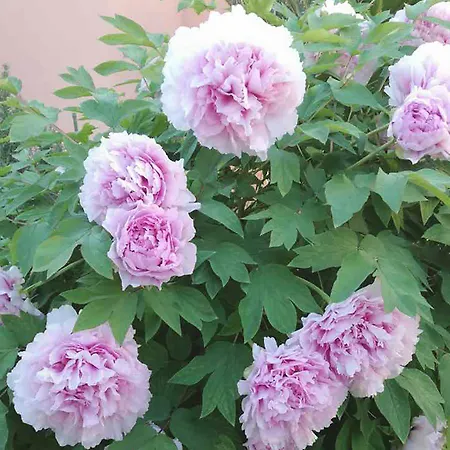 Poolside Paradise - A Hidden Gem In Split