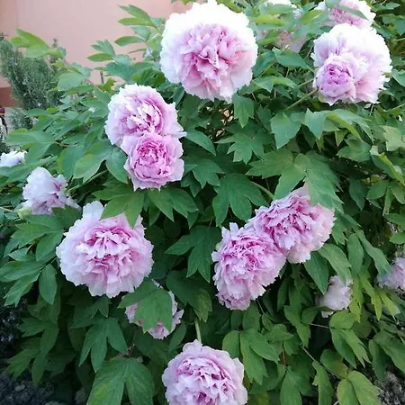 Apartmán Poolside Paradise - A Hidden Gem In