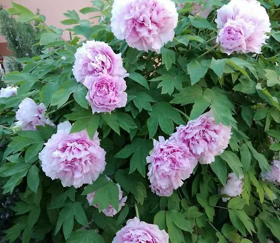 Lejlighed Poolside Paradise - A Hidden Gem In